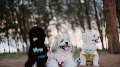 Top Features of Quality Pet Accessories